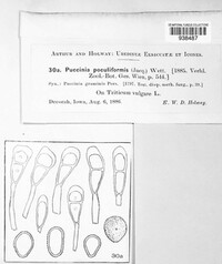 Puccinia poculiformis image